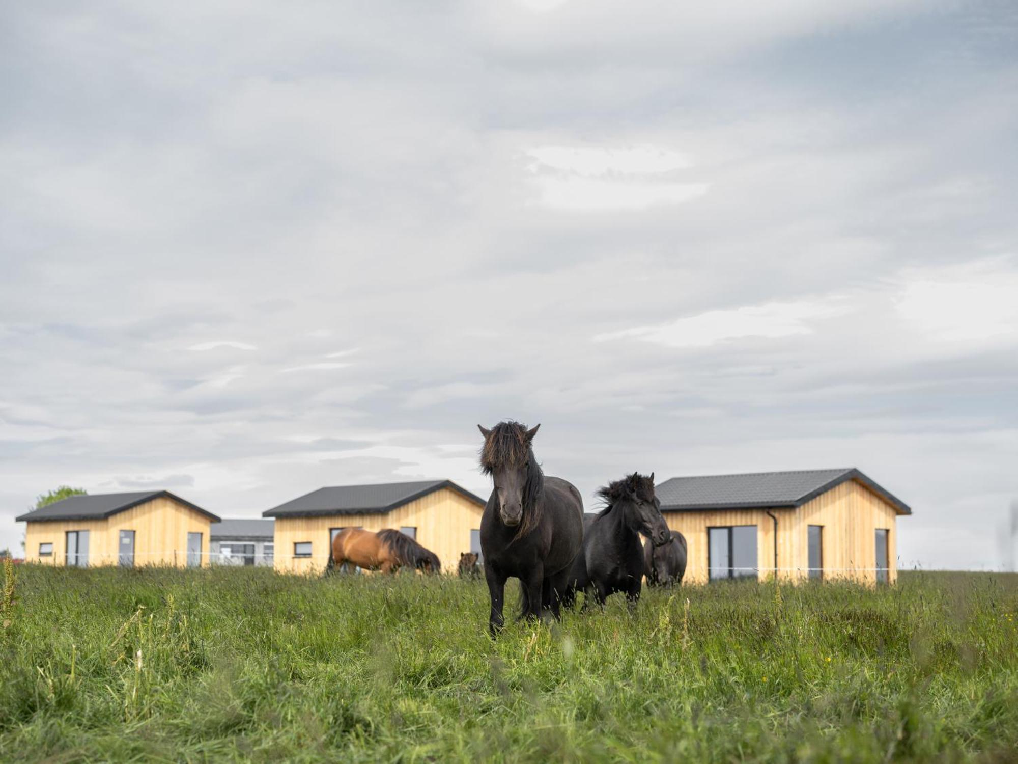 Appartamento Sleeping With The Horses Hvolsvöllur Esterno foto