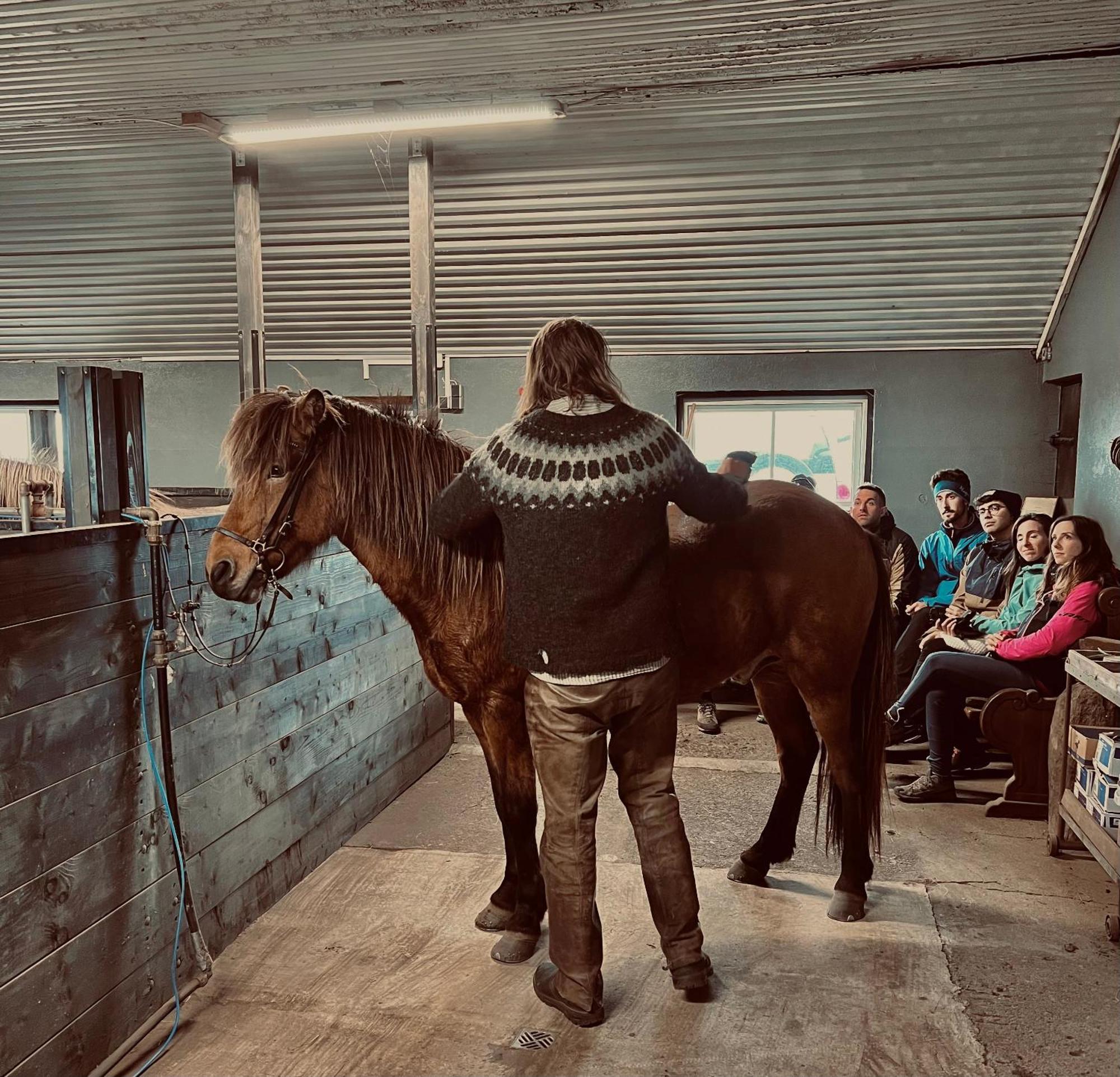 Appartamento Sleeping With The Horses Hvolsvöllur Esterno foto
